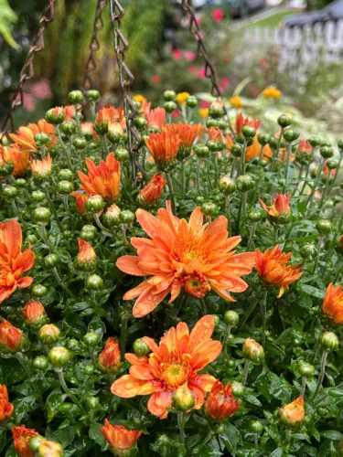 These plants add color to gardens and pots when summer flowers fade